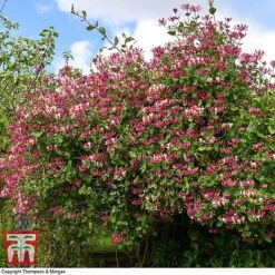 Honeysuckle 'Belgica' -Flourish Flora HONE T58011 I