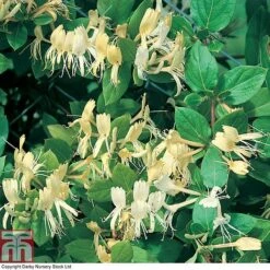 Honeysuckle 'Halliana' -Flourish Flora HONE T80311 A