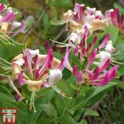 Honeysuckle 'Fragrant Cloud' -Flourish Flora HONE T82194 B
