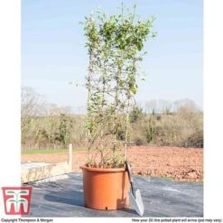 Honeysuckle 'Halliana' - Trellis -Flourish Flora HONE WKB9249 F