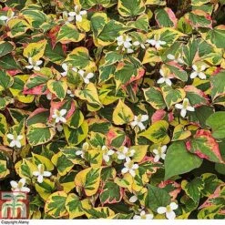 Houttuynia Cordata 'Chameleon' -Flourish Flora HOUT 58076 A