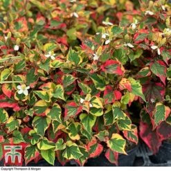Houttuynia Cordata 'Chameleon' -Flourish Flora HOUT 58076 D