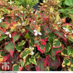 Houttuynia Cordata 'Chameleon' -Flourish Flora HOUT 58076 F