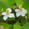Houttuynia Cordata