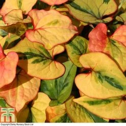 Houttuynia Cordata 'Flame' -Flourish Flora HOUT T80293 A