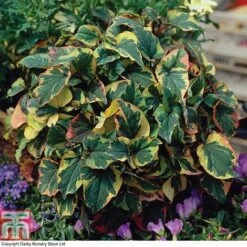 Houttuynia Cordata 'Flame' -Flourish Flora HOUT T80293 B