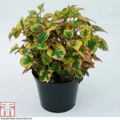 Houttuynia Cordata 'Flame' -Flourish Flora HOUT T80293 C