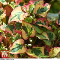 Houttuynia Cordata 'Flame' -Flourish Flora HOUT T80293 D