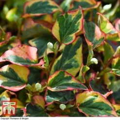 Houttuynia Cordata 'Flame' -Flourish Flora HOUT T80293 E