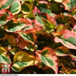 Houttuynia Cordata 'Flame' -Flourish Flora HOUT T80293 F