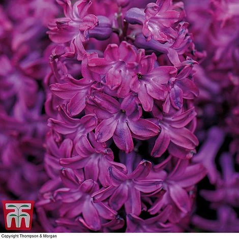 Hyacinth 'Woodstock' 2 Hyacinth 'Woodstock' - Image 2