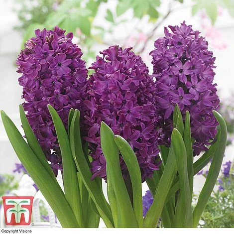 Hyacinth 'Woodstock' 1 Hyacinth 'Woodstock'