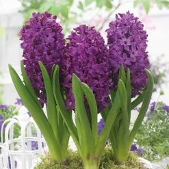 Hyacinth 'Woodstock' 5 Hyacinth 'Woodstock' -Flourish Flora HYAC TKA7175 NOW2