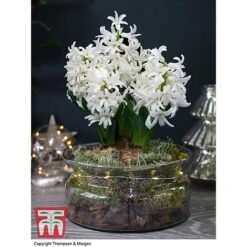 Lit Hyacinth Bowl - Gift -Flourish Flora HYAC WGKB7415 B