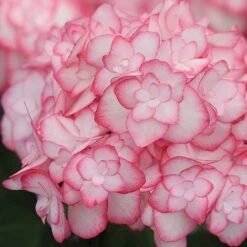 Hydrangea Macrophylla 'Miss Saori' -Flourish Flora HYDR T56211 B h