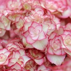 Hydrangea Macrophylla 'Miss Saori' -Flourish Flora HYDR T56211 D h