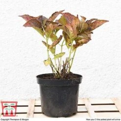 Hydrangea Macrophylla 'Miss Saori' -Flourish Flora HYDR T56211 E