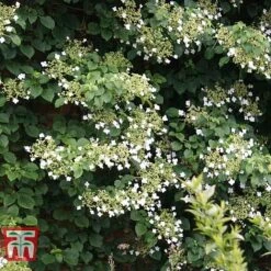 Hydrangea Petiolaris -Flourish Flora HYDR T57999 C1