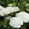 Hydrangea Arborescens 'Strong Annabelle'