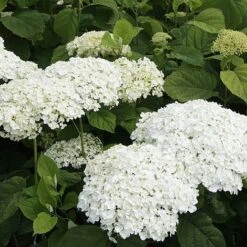 Hydrangea Arborescens 'Strong Annabelle'