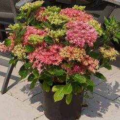 Hydrangea 'Princess Diana' -Flourish Flora HYDR T79155 B1