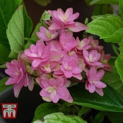 Hydrangea 'Princess Diana' -Flourish Flora HYDR T79155 E