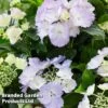 Hydrangea 'Angel Wings Blue'