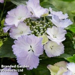 Hydrangea 'Angel Wings Blue' -Flourish Flora HYDR ANGELWING S35322