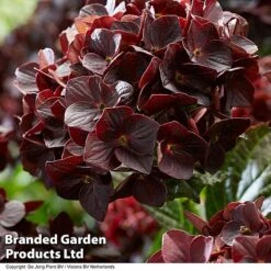 Hydrangea 'Burning Hot' -Flourish Flora HYDR BURNINGHO S50584