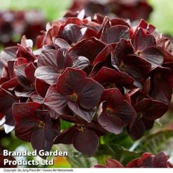 Hydrangea 'Burning Hot' -Flourish Flora HYDR BURNINGHO S50586