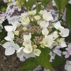 Hydrangea 'Cloudi' -Flourish Flora HYDR CLOUDI S45794 NOW