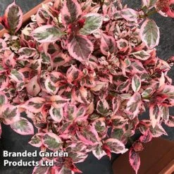 Hydrangea Serrata 'Euphoria Pink' -Flourish Flora HYDR EUPHORIAP S47742