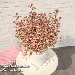 Hydrangea Serrata 'Euphoria Pink' -Flourish Flora HYDR EUPHORIAP S49580