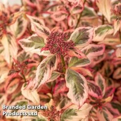 Hydrangea Serrata 'Euphoria Pink' -Flourish Flora HYDR EUPHORIAP S49583