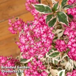 Hydrangea Serrata 'Euphoria Pink' -Flourish Flora HYDR EUPHORIAP S49586