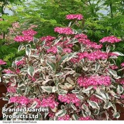 Hydrangea Serrata 'Euphoria Pink' -Flourish Flora HYDR EUPHPINK T44128