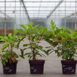 Hydrangea Quercifolia 'Ice Crystal' -Flourish Flora HYDR ICECRYSTA S45815 NOW