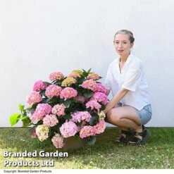 Hydrangea Macrophylla 'Pink' -Flourish Flora HYDR MACPINK7L T50414