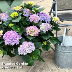 Hydrangea Macrophylla 'Blue'