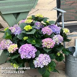 Hydrangea Macrophylla 'Blue' -Flourish Flora HYDR MACRBLUE S50294
