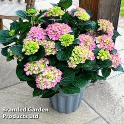 Hydrangea Macrophylla 'Pink' -Flourish Flora HYDR MACRPINK S50285