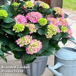 Hydrangea Macrophylla 'Pink' -Flourish Flora HYDR MACRPINK S50286