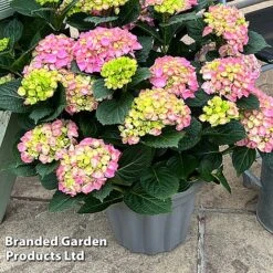 Hydrangea Macrophylla 'Pink' -Flourish Flora HYDR MACRPINK S50287