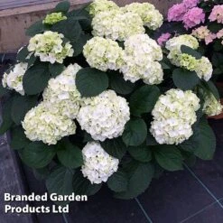 Hydrangea Macrophylla 'White' -Flourish Flora HYDR MACRWHITE S50278