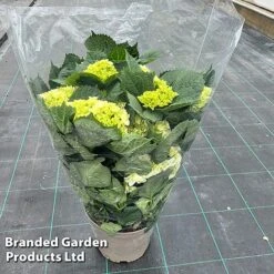 Hydrangea Macrophylla 'White' -Flourish Flora HYDR MACRWHITE S50283