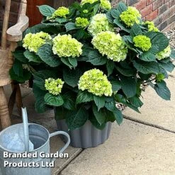 Hydrangea Macrophylla 'White' -Flourish Flora HYDR MACRWHITE S5081