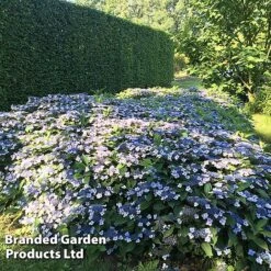 Hydrangea Serrata 'Magic Pillow' -Flourish Flora HYDR MAGICPILL S34980
