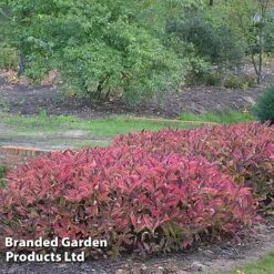 Hydrangea Serrata 'Magic Pillow' -Flourish Flora HYDR MAGICPILL S34981