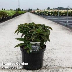 Hydrangea Serrata 'Magic Pillow' -Flourish Flora HYDR MAGICPILL S45818