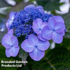 Hydrangea 'Endless Summer POP STAR' -Flourish Flora HYDR POPSTARBL S48096